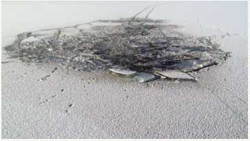 Иллюстрация к книге — Маленькая хозяйка замка Шгрив [i_017.jpg]