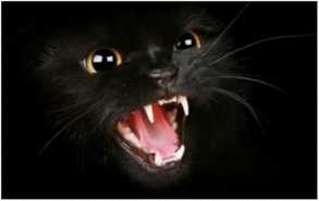 Иллюстрация к книге — Маленькая хозяйка замка Шгрив [i_018.jpg]