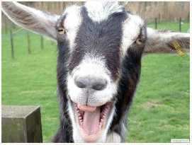 Иллюстрация к книге — Маленькая хозяйка замка Шгрив [i_020.jpg]