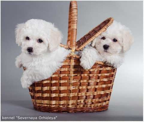 Иллюстрация к книге — Маленькая хозяйка замка Шгрив [i_049.jpg]