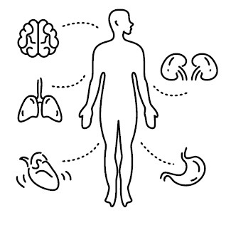 Иллюстрация к книге — Воля к жизни. Как использовать ресурсы здоровья по максимуму [i_023.jpg]