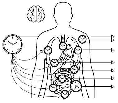 Иллюстрация к книге — Воля к жизни. Как использовать ресурсы здоровья по максимуму [i_049.jpg]