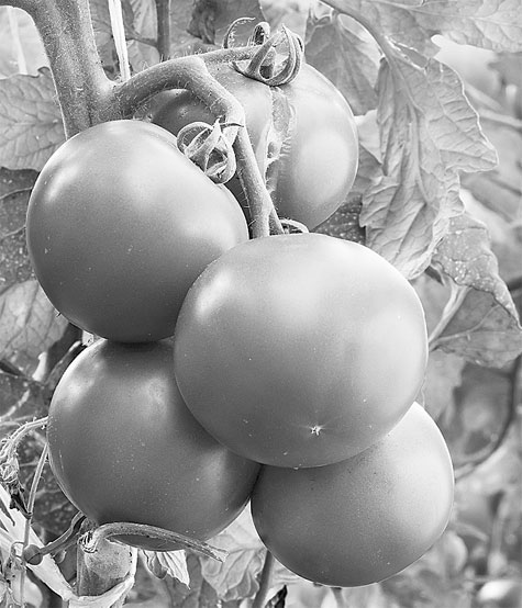 Иллюстрация к книге — Поможет только вода [_15.jpg]