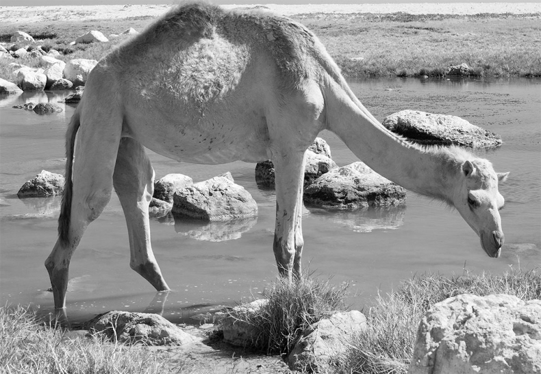 Иллюстрация к книге — Поможет только вода [_55.jpg]