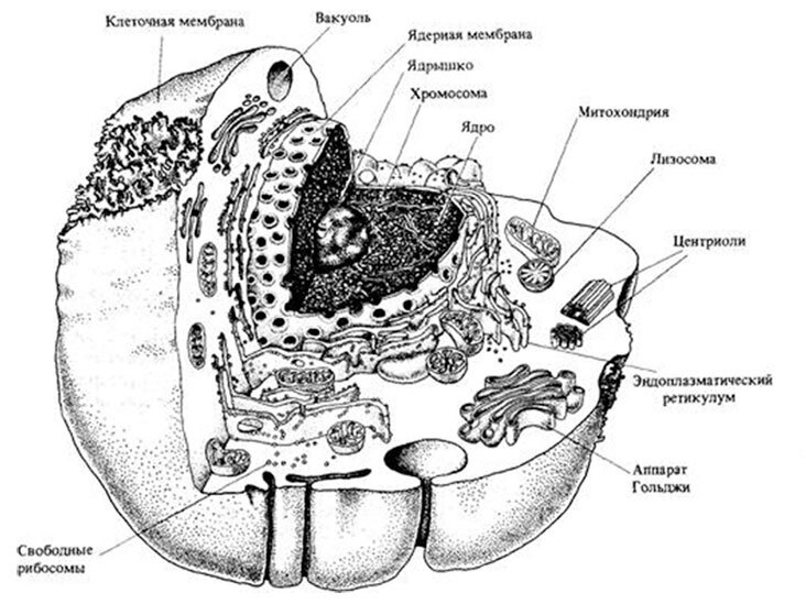 Иллюстрация к книге — Панмедиа. COVID-19, люди и политика [i_005.jpg]