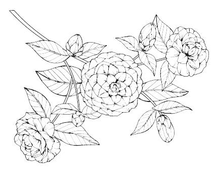 Иллюстрация к книге — Лечебные комнатные растения. ТОП-20 лекарей с вашего подоконника [_11.jpg]