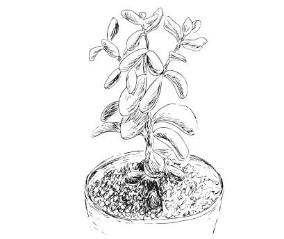 Иллюстрация к книге — Лечебные комнатные растения. ТОП-20 лекарей с вашего подоконника [_12.jpg]