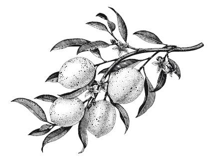 Иллюстрация к книге — Лечебные комнатные растения. ТОП-20 лекарей с вашего подоконника [_14.jpg]