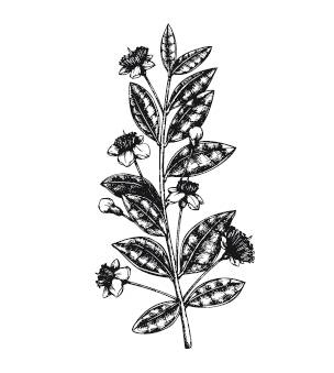 Иллюстрация к книге — Лечебные комнатные растения. ТОП-20 лекарей с вашего подоконника [_15.jpg]