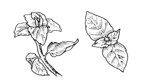 Иллюстрация к книге — Лечебные комнатные растения. ТОП-20 лекарей с вашего подоконника [_16.jpg]