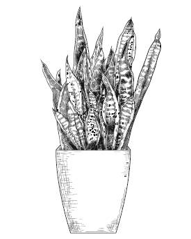 Иллюстрация к книге — Лечебные комнатные растения. ТОП-20 лекарей с вашего подоконника [_18.jpg]