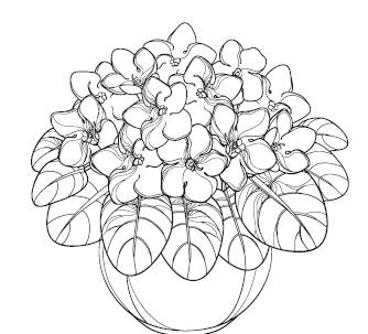 Иллюстрация к книге — Лечебные комнатные растения. ТОП-20 лекарей с вашего подоконника [_19.jpg]