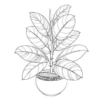 Иллюстрация к книге — Лечебные комнатные растения. ТОП-20 лекарей с вашего подоконника [_21.jpg]