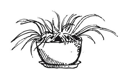 Иллюстрация к книге — Лечебные комнатные растения. ТОП-20 лекарей с вашего подоконника [_22.jpg]