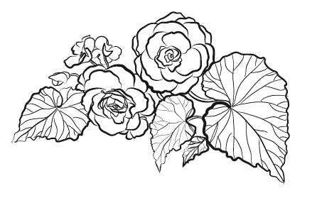 Иллюстрация к книге — Лечебные комнатные растения. ТОП-20 лекарей с вашего подоконника [_5.jpg]