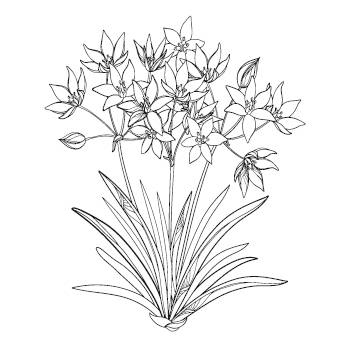 Иллюстрация к книге — Лечебные комнатные растения. ТОП-20 лекарей с вашего подоконника [_8.jpg]