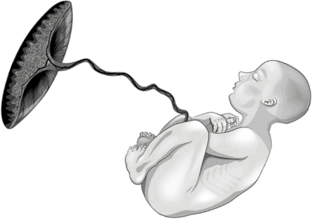 Иллюстрация к книге — Роды – просто [img_23.jpg]