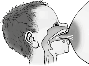 Иллюстрация к книге — Роды – просто [img_27.jpg]