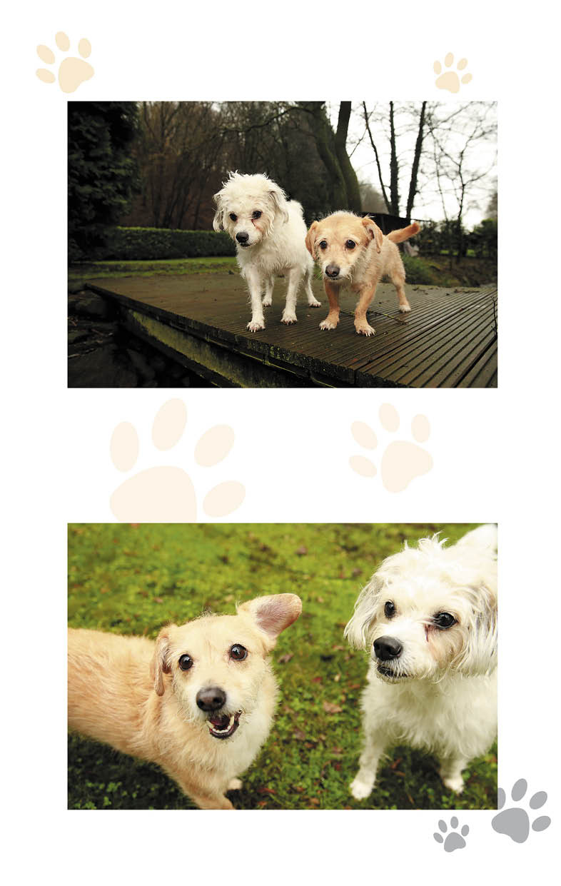 Иллюстрация к книге — Дорога домой [i_008.jpg]