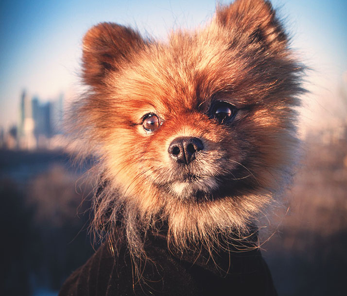 Иллюстрация к книге — Чушь собачья, или Мир на поводке [i_002.jpg]