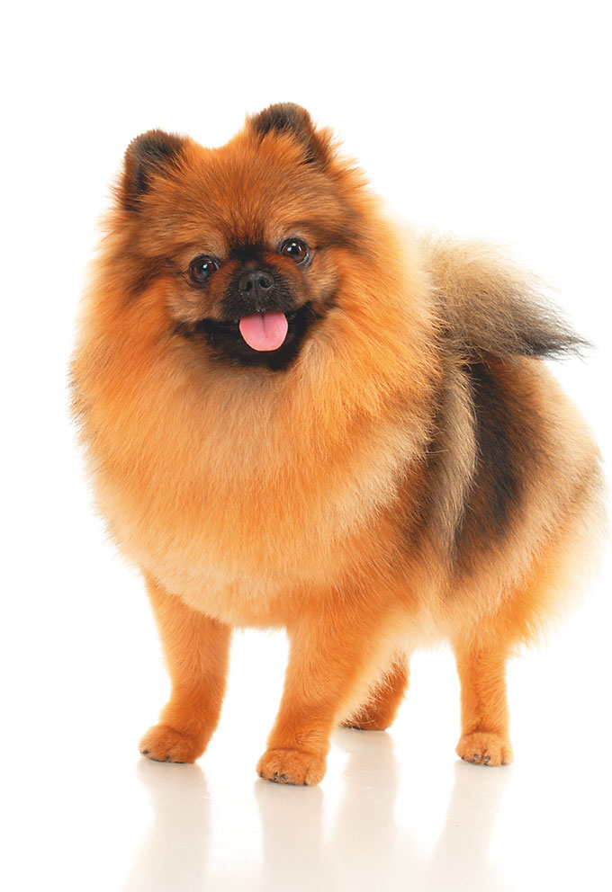 Иллюстрация к книге — Чушь собачья, или Мир на поводке [i_003.jpg]