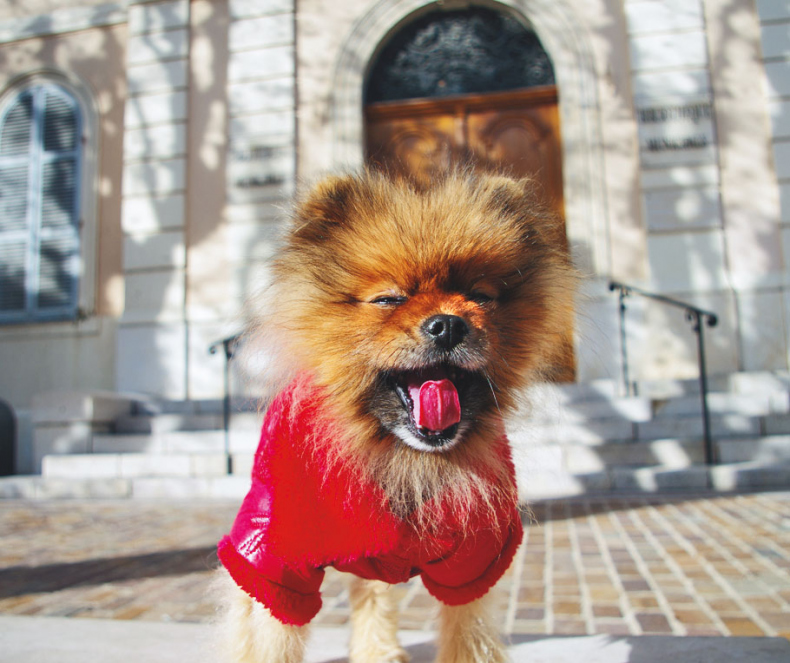 Иллюстрация к книге — Чушь собачья, или Мир на поводке [i_016.jpg]