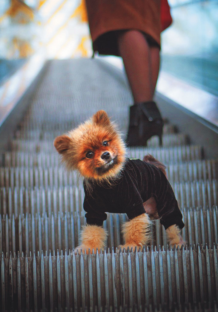 Иллюстрация к книге — Чушь собачья, или Мир на поводке [i_021.jpg]