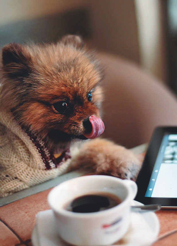 Иллюстрация к книге — Чушь собачья, или Мир на поводке [i_022.jpg]