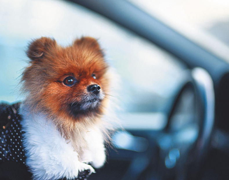 Иллюстрация к книге — Чушь собачья, или Мир на поводке [i_024.jpg]