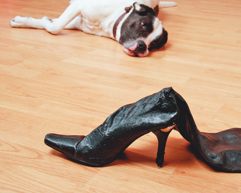 Иллюстрация к книге — Чушь собачья, или Мир на поводке [i_029.jpg]