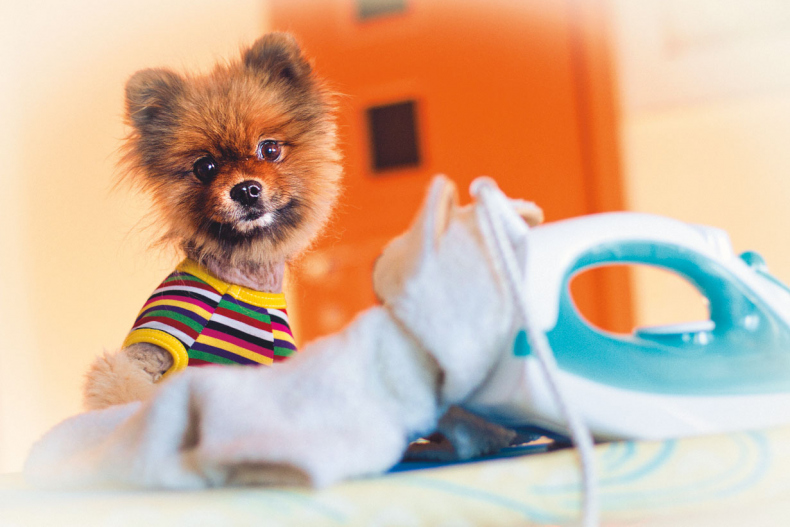 Иллюстрация к книге — Чушь собачья, или Мир на поводке [i_030.jpg]