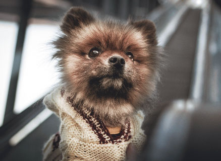 Иллюстрация к книге — Чушь собачья, или Мир на поводке [i_035.jpg]