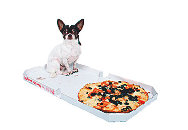 Иллюстрация к книге — Чушь собачья, или Мир на поводке [i_037.jpg]