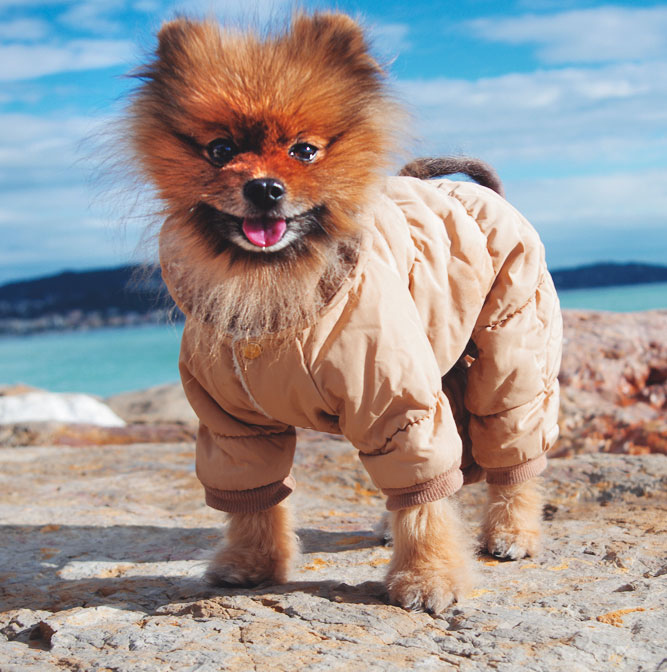 Иллюстрация к книге — Чушь собачья, или Мир на поводке [i_040.jpg]