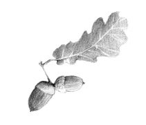 Иллюстрация к книге — Истории Дядюшки Дуба. Книга 1. Встреча [i_002.jpg]