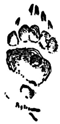 Иллюстрация к книге — Зверь (сборник) [i_018.jpg]