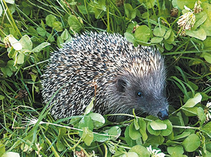 Иллюстрация к книге — 25 граммов счастья. История маленького ежика, который изменил жизнь человека [i_038.jpg]