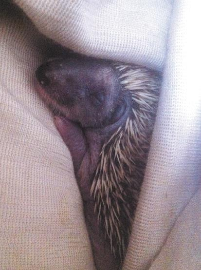 Иллюстрация к книге — 25 граммов счастья. История маленького ежика, который изменил жизнь человека [i_040.jpg]