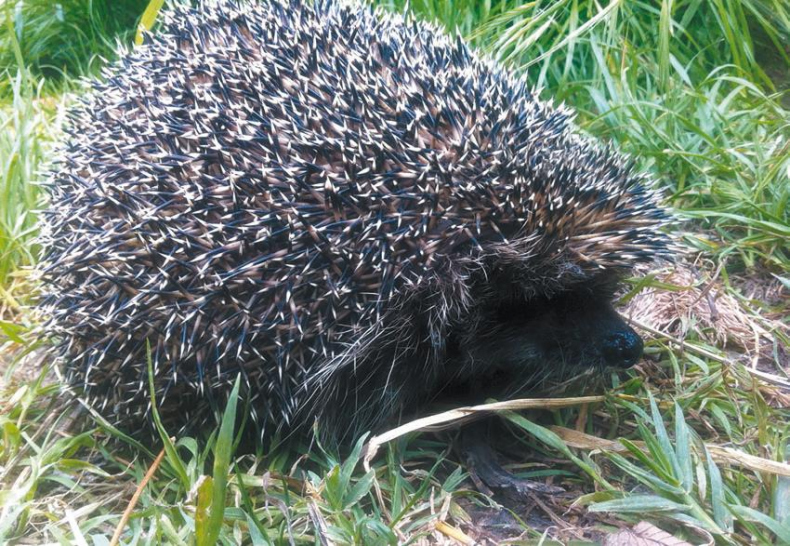 Иллюстрация к книге — 25 граммов счастья. История маленького ежика, который изменил жизнь человека [i_041.jpg]