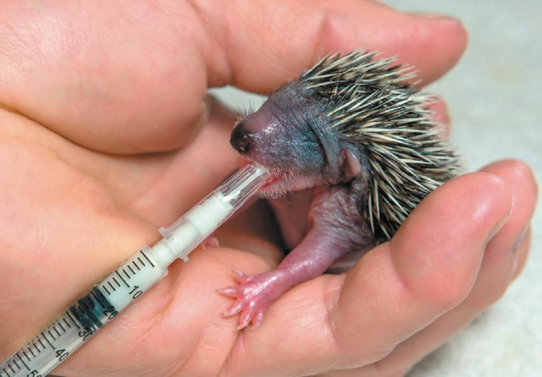 Иллюстрация к книге — 25 граммов счастья. История маленького ежика, который изменил жизнь человека [i_047.jpg]