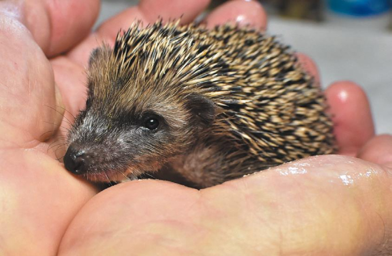 Иллюстрация к книге — 25 граммов счастья. История маленького ежика, который изменил жизнь человека [i_048.jpg]