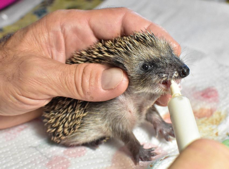 Иллюстрация к книге — 25 граммов счастья. История маленького ежика, который изменил жизнь человека [i_049.jpg]