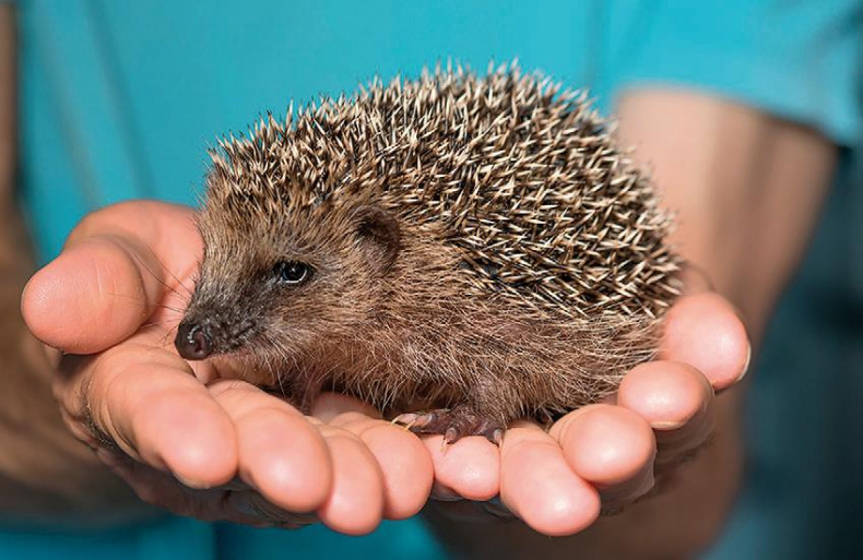 Иллюстрация к книге — 25 граммов счастья. История маленького ежика, который изменил жизнь человека [i_050.jpg]