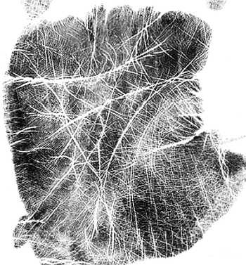 Иллюстрация к книге — Психология руки. Полный обзор теории и практики хиромантии [_00.jpg]