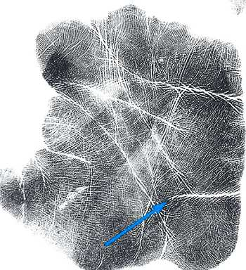 Иллюстрация к книге — Психология руки. Полный обзор теории и практики хиромантии [_19.jpg]