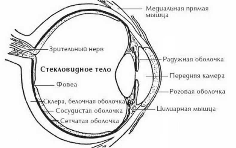 Иллюстрация к книге — Идеальное зрение без очков и операций. Восточные и западные методики естественного восстановления зрения [i_001.jpg]