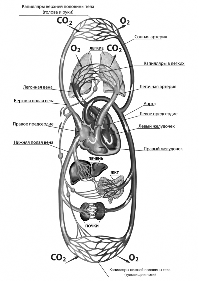 Иллюстрация к книге — Сердце. Как не дать ему остановиться раньше времени [i_004.jpg]