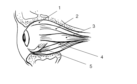 Иллюстрация к книге — Сохраните зрение! Лечебная гимнастика по Фохтину против близорукости, дальнозоркости, глаукомы, катаракты [i_008.jpg]