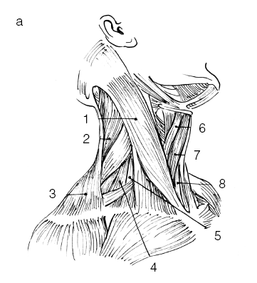 Иллюстрация к книге — Сохраните зрение! Лечебная гимнастика по Фохтину против близорукости, дальнозоркости, глаукомы, катаракты [i_056.jpg]