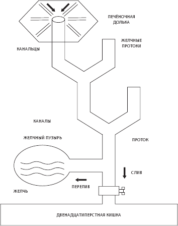 Иллюстрация к книге — О чем молчит печень. Как уловить сигналы самого крупного внутреннего органа, который предпочитает оставаться в тени [i_011.jpg]